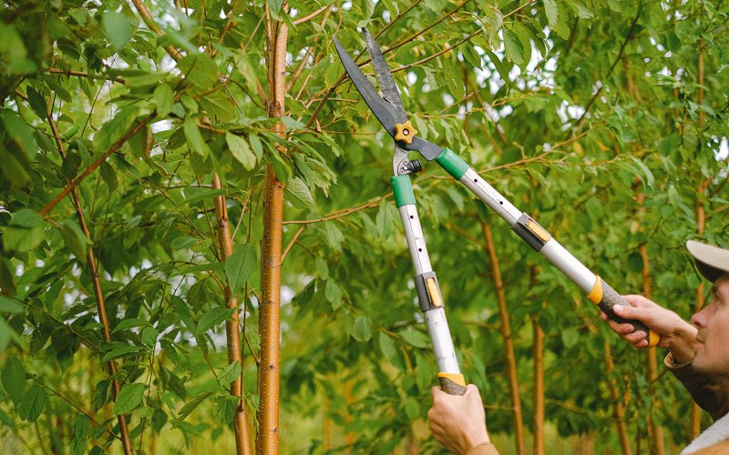 Tree trimming in Apple Grove, WV